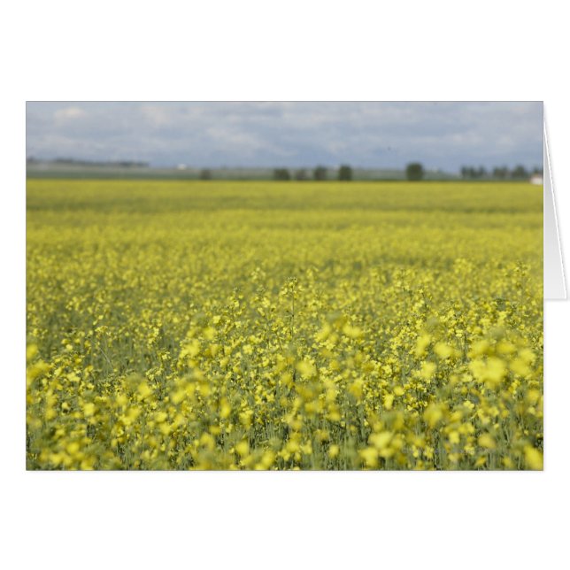 Canola blommar i fält. hälsningskort (Framsidan Horizontal)