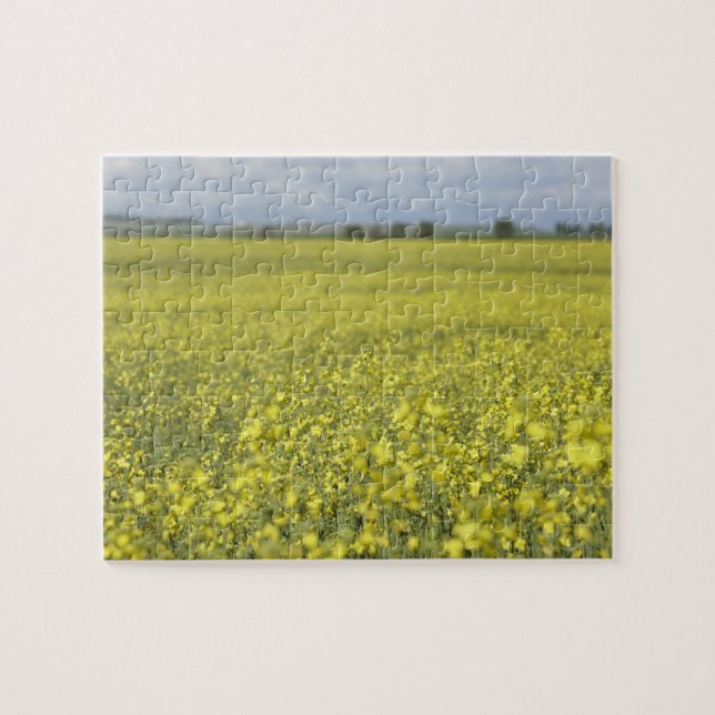 Canola blommar i fält pussel (Horisontell)