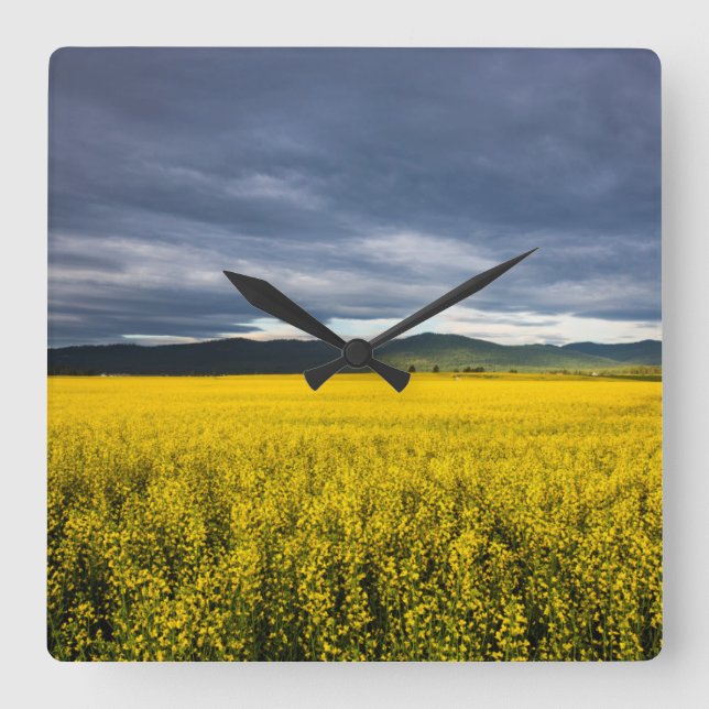 Canola fält i morgonljuset i Flathead Fyrkantig Klocka (Framsida)