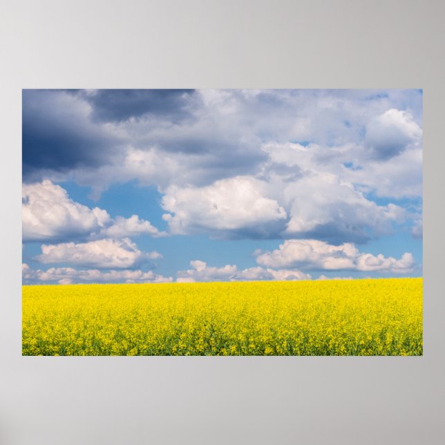 Canola Fält och Clouds Poster (Framsidan)