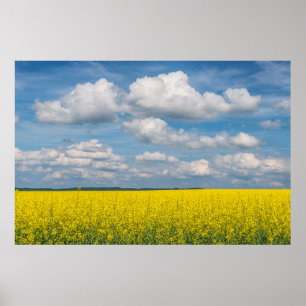 Canola Fält och moln Poster
