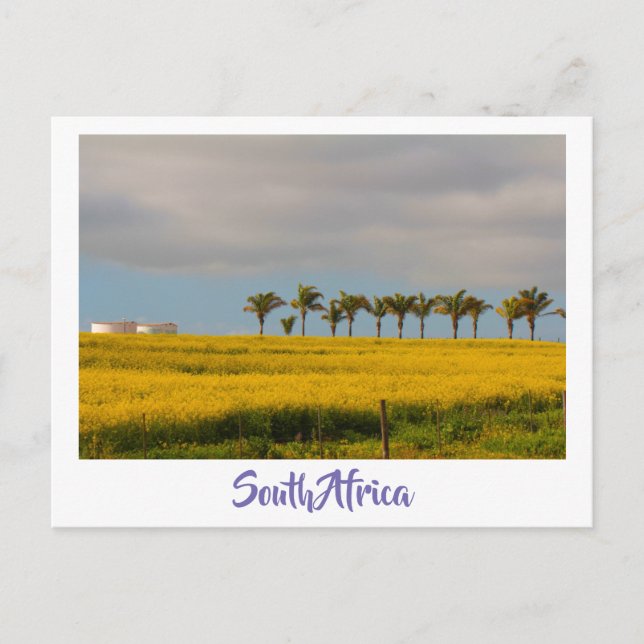 Canola Fält South Afrika liggande vykort (Framsida)