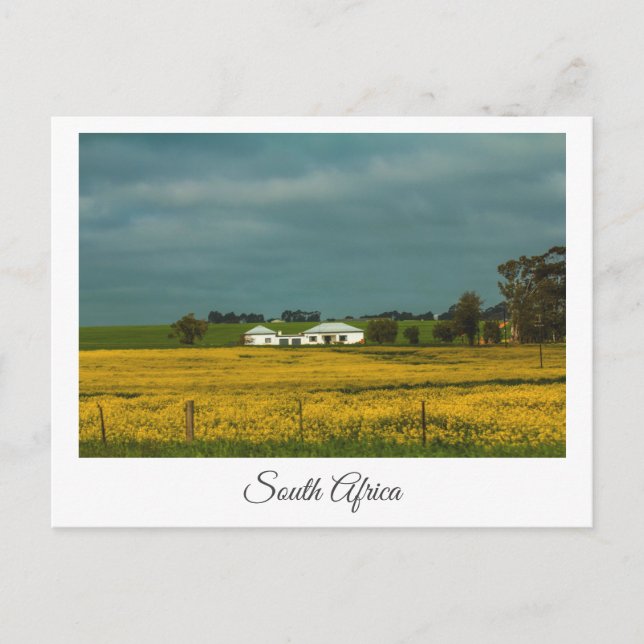 Canola Fält South Afrika liggande vykort (Framsida)