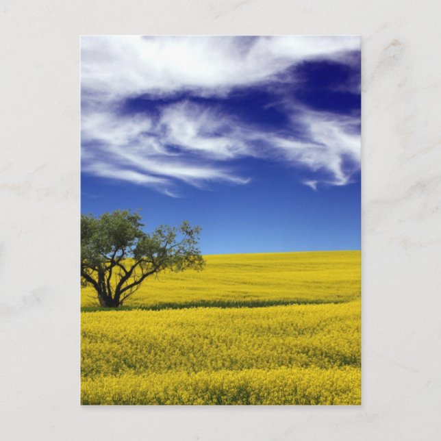 Canola-himmel, Saskatchewan, Kanada Vykort (Framsida)