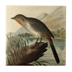 Canon Finch Kakelplatta