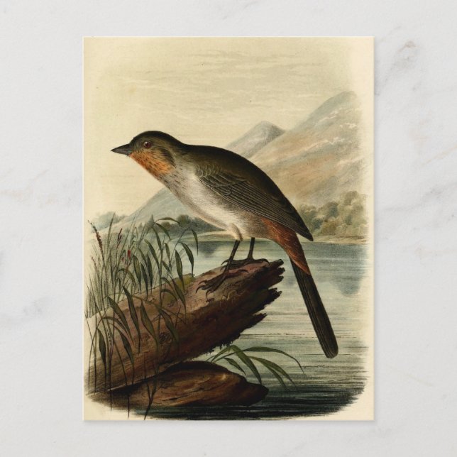 Canon Finch Vykort (Framsida)