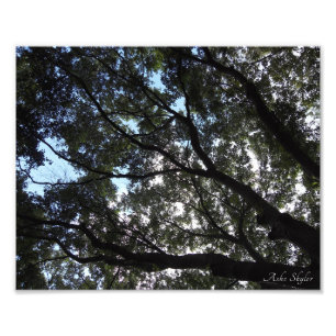 Canopy Fototryck