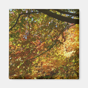Canopy Höst löv I-Gultens höstnatur Magnet