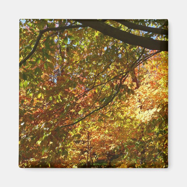 Canopy Höst löv I-Gultens höstnatur Magnet (Framsidan)