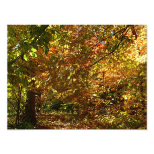 Canopy of Höst löv II Gult Autumn Photography Fototryck
