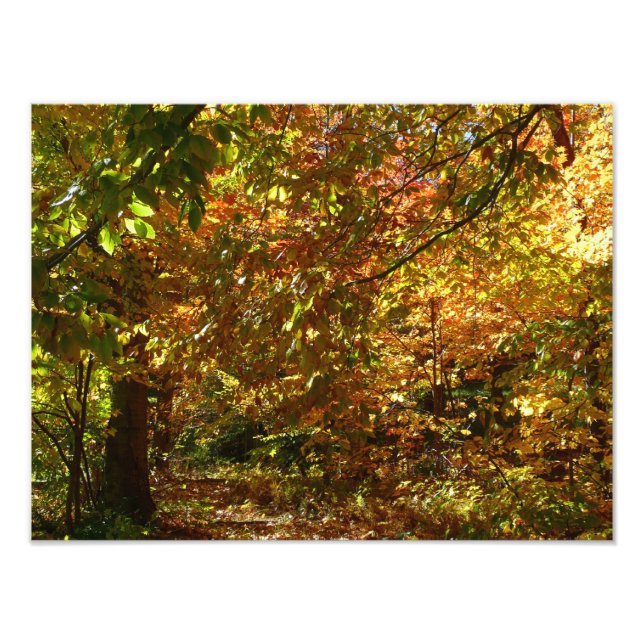 Canopy of Höst löv II Gult Autumn Photography Fototryck (Framsidan)