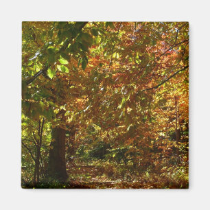 Canopy of Höst löv II Gult Autumn Photography Magnet