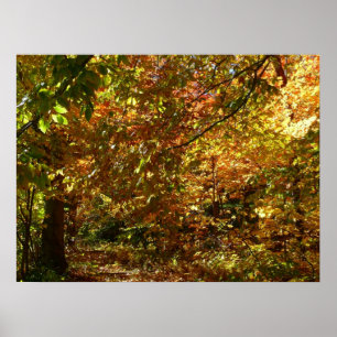 Canopy of Höst löv II Gult Autumn Photography Poster