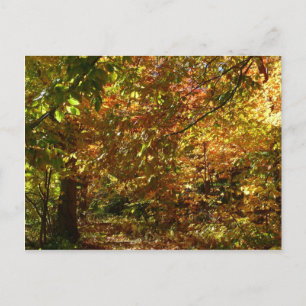 Canopy of Höst löv II Gult Autumn Photography Vykort