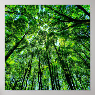 Canopy of Träd Poster