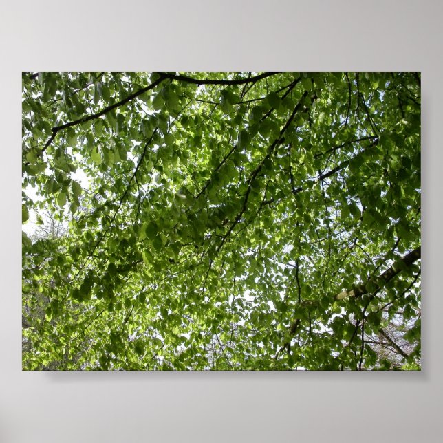 Canopy Poster (Framsidan)