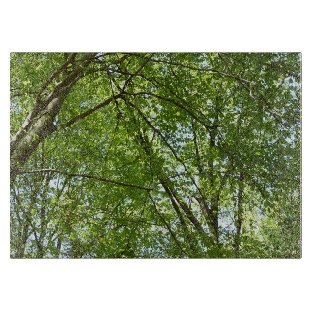 Canopy Vår Löv Grönt Nature Scene (Framsidan)