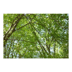 Canopy Vår Löv Grönt Nature Scene Fototryck