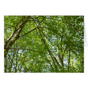 Canopy Vår Löv Grönt Nature Scene Hälsningskort