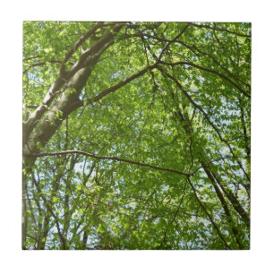 Canopy Vår Löv Grönt Nature Scene Kakelplatta