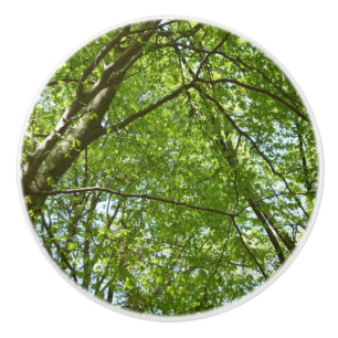 Canopy Vår Löv Grönt Nature Scene Knopp