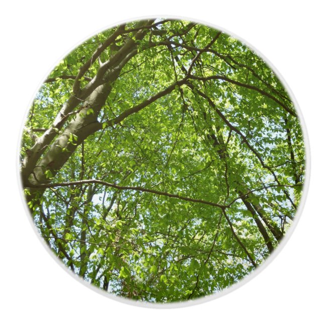 Canopy Vår Löv Grönt Nature Scene Knopp (Framsidan)