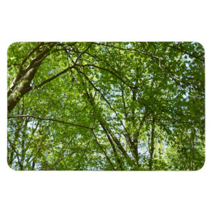 Canopy Vår Löv Grönt Nature Scene Magnet