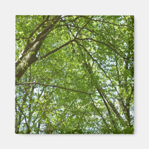 Canopy Vår Löv Grönt Nature Scene Magnet