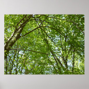 Canopy Vår Löv Grönt Nature Scene Poster