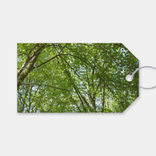 Canopy Vår Löv Grönt Nature Scene Presentetikett