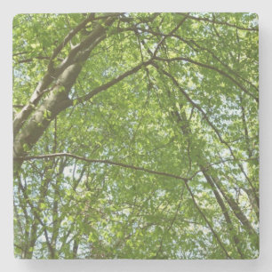 Canopy Vår Löv Grönt Nature Scene Underlägg Sten