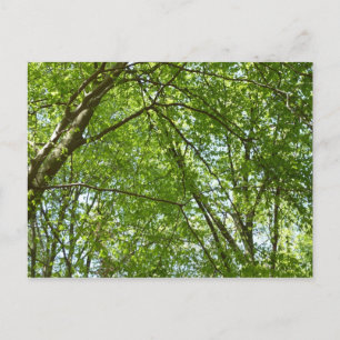 Canopy Vår Löv Grönt Nature Scene Vykort