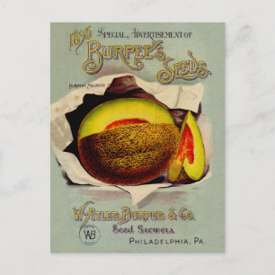 Cantaloupe Seed Advertising Art Antique Vykort