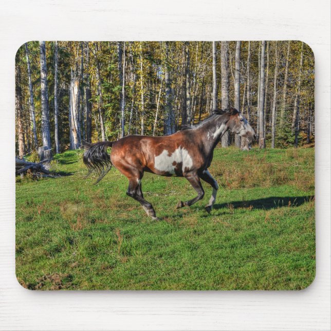 Cantering Paint Stallion & Forest Equine Photo Musmatta (Framsidan)