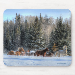 Cantering, Running Horses in Winter Snö Photo Musmatta