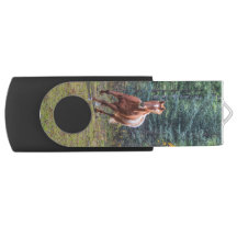 Cantering Sorrel Horse Equine Action Photo