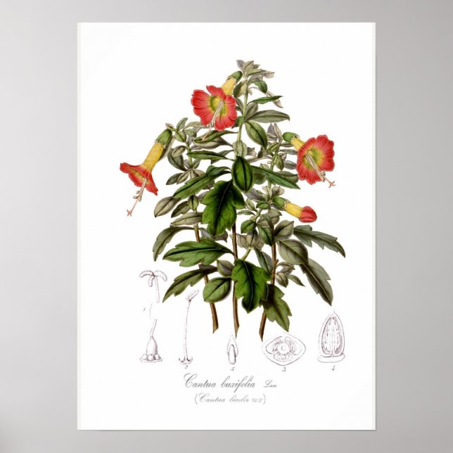 Cantua buxifolia poster (Framsidan)