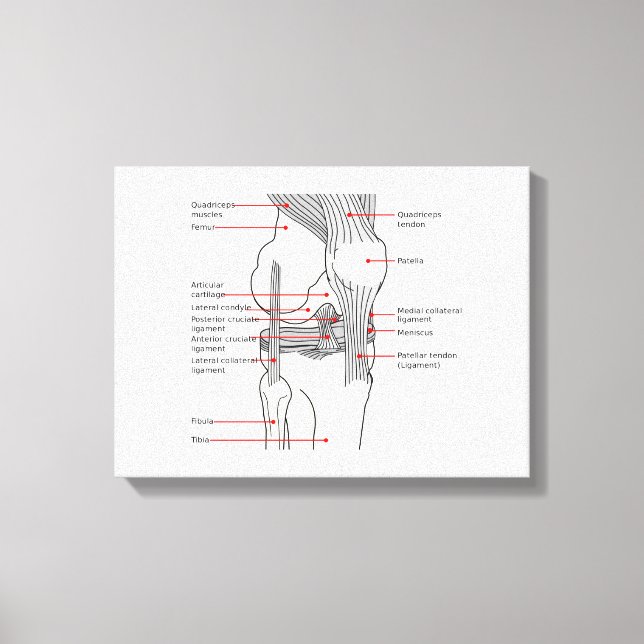 Canvas Anatomisk Diagram mänsklig höger knäled (Framsida)