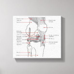 Canvas Anatomiskt diagram humana höger knäleder