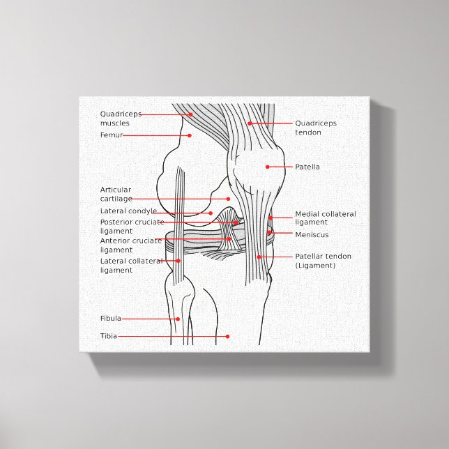 Canvas Anatomiskt diagram - knäled i human höger (Framsida)