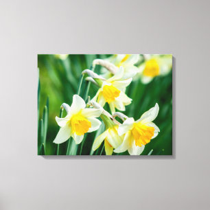 Canvas Art-Daffodils