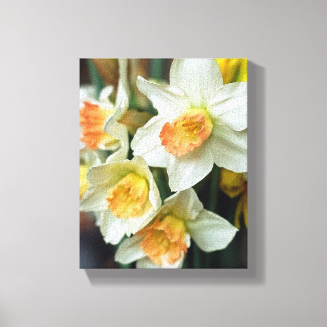 Canvas Art-Daffodils (Framsida)
