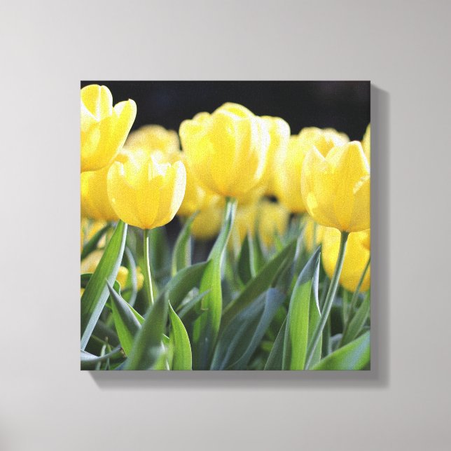 Canvas Art-Gult Tulips (Framsida)