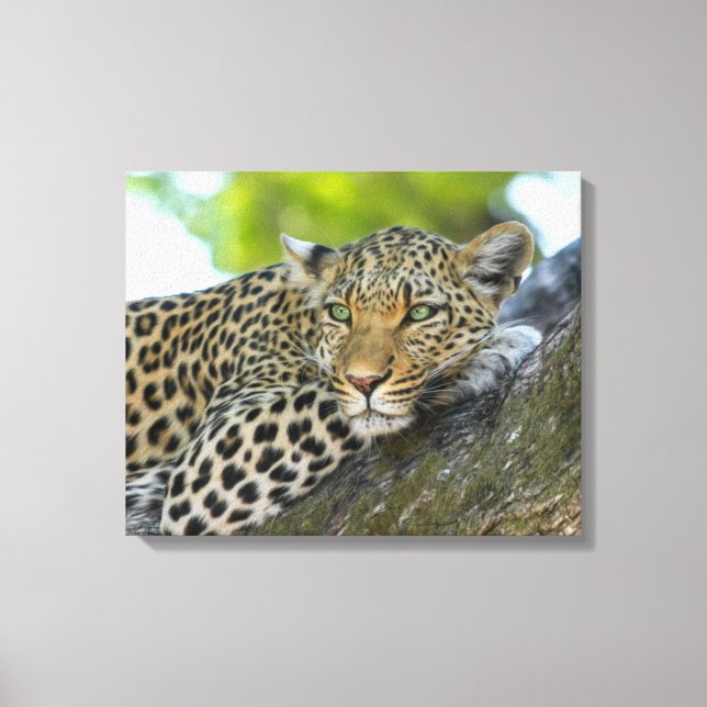Canvas Art-Leopard (Framsida)