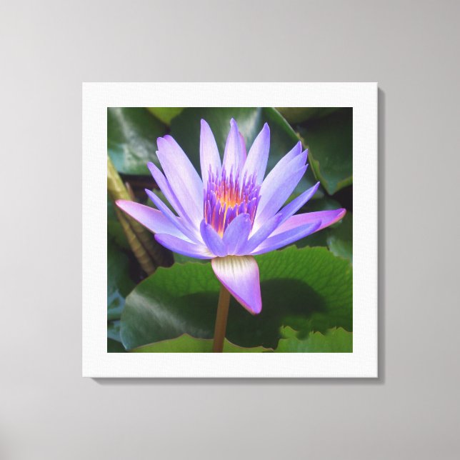 Canvas Art-Lotus Flower (Framsida)