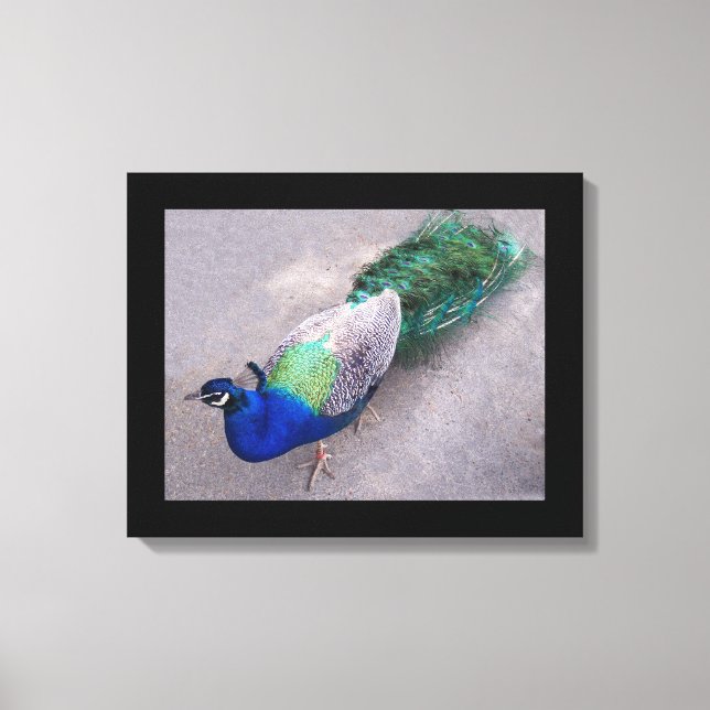 Canvas Art Peacock (Framsida)