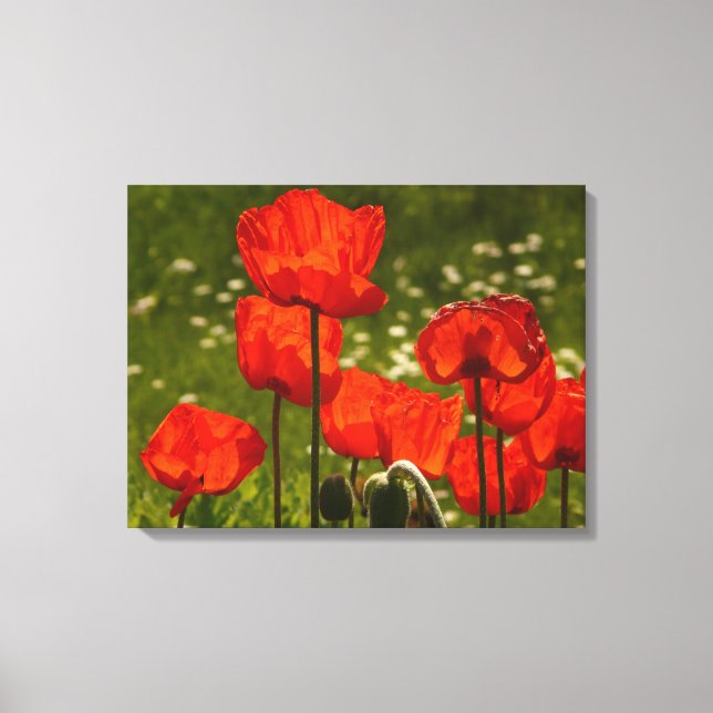 Canvas Art-Poppies (Framsida)