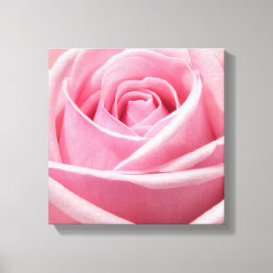Canvas Art-Rosa ros