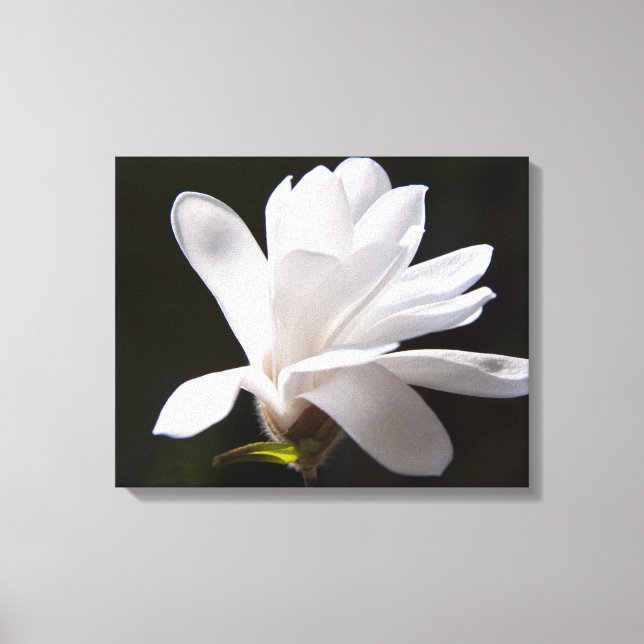 Canvas Art-Star Magnolia Flower (Framsida)