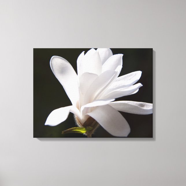 Canvas Art-Star Magnolia Flower (Framsida)